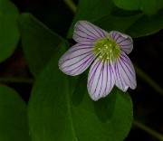 Oxalis oregana - Oregon Sorrel 14-0976_1